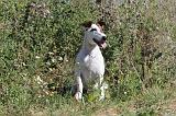 FOX TERRIER POIL LISSE 012